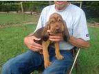 Bloodhound Puppy for sale in Gibson, NC, USA