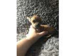 Chihuahua Puppy for sale in Harrisburg, PA, USA