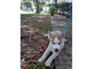 Siberian Husky Puppy for sale in Clermont, FL, USA
