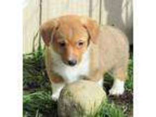 Pembroke Welsh Corgi Puppy for sale in Roy, WA, USA