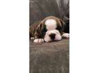 Olde English Bulldogge Puppy for sale in Eastover, SC, USA
