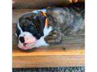 Boxer Puppy for sale in Waterford, PA, USA
