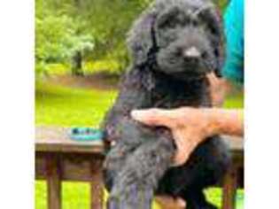 Goldendoodle Puppy for sale in Morris, AL, USA