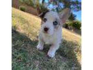 Pembroke Welsh Corgi Puppy for sale in Scottsdale, AZ, USA