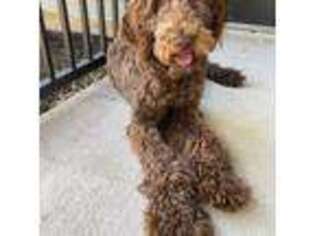 Labradoodle Puppy for sale in Angleton, TX, USA