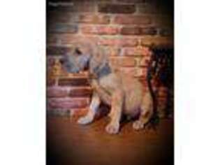 Great Dane Puppy for sale in Idabel, OK, USA