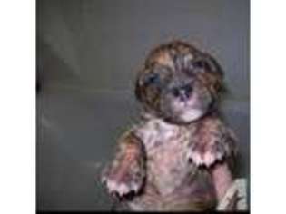 American Pit Bull Terrier Puppy for sale in MEMPHIS, TN, USA