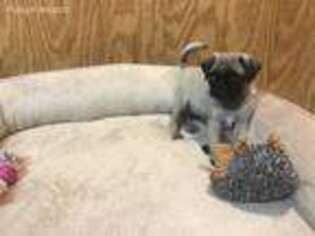 Pug Puppy for sale in Osgood, IN, USA