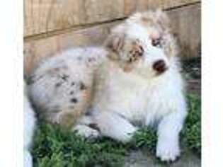 Australian Shepherd Puppy for sale in Sabin, MN, USA