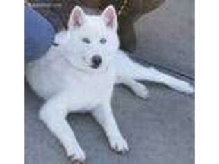 Siberian Husky Puppy for sale in Bettendorf, IA, USA