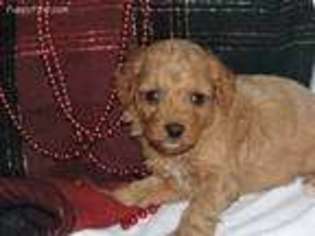 Cavapoo Puppy for sale in Pounding Mill, VA, USA