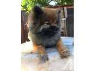 Pomeranian Puppy for sale in YUBA CITY, CA, USA