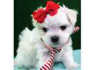 Maltese Puppy for sale in JOHNSTON, RI, USA