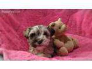 Mutt Puppy for sale in Saxe, VA, USA