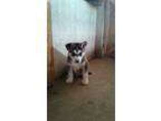 Siberian Husky Puppy for sale in Monroe, IN, USA
