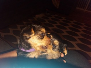 Yorkshire Terrier Puppy for sale in Jamaica Plain, MA, USA