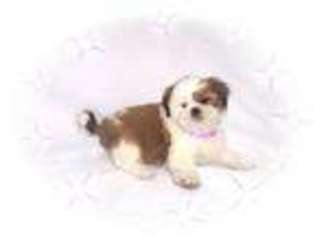 Mutt Puppy for sale in NASHUA, NH, USA