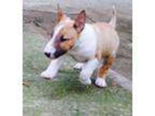 Bull Terrier Puppy for sale in Meridian, ID, USA