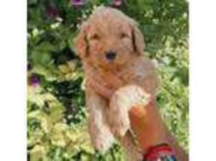 Goldendoodle Puppy for sale in Newman, CA, USA