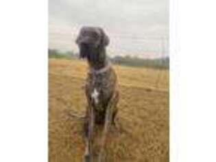 Great Dane Puppy for sale in Nocona, TX, USA