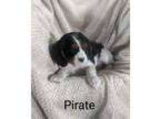 Cavalier King Charles Spaniel Puppy for sale in Vermontville, MI, USA