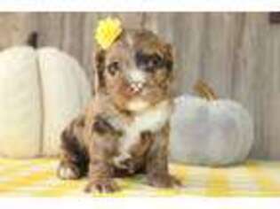 Cock-A-Poo Puppy for sale in Nappanee, IN, USA