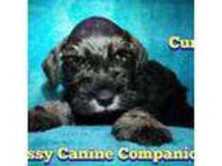 Mutt Puppy for sale in Tahlequah, OK, USA