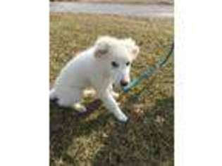 Great Pyrenees Puppy for sale in Salem, IN, USA