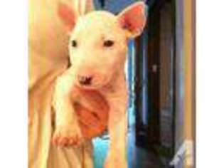 Bull Terrier Puppy for sale in ROCHESTER, NY, USA