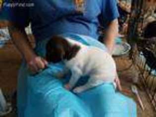 German Shorthaired Pointer Puppy for sale in East Greenville, PA, USA