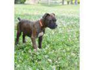 Boxer Puppy for sale in Livingston, TN, USA