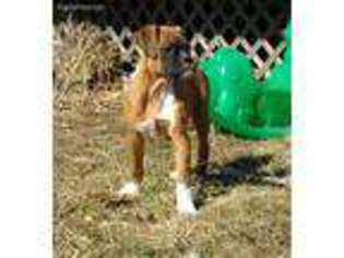 Boxer Puppy for sale in Orwigsburg, PA, USA