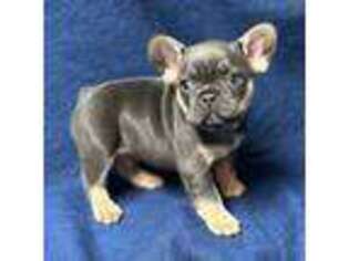 French Bulldog Puppy for sale in Milton Freewater, OR, USA