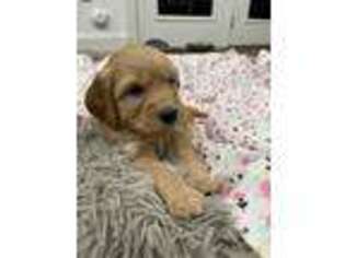 Goldendoodle Puppy for sale in Sanford, NC, USA