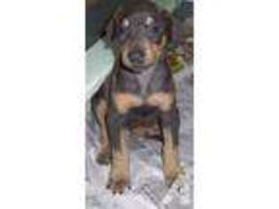 Doberman Pinscher Puppy for sale in BONSALL, CA, USA