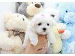 Maltese Puppy for sale in BRONX, NY, USA