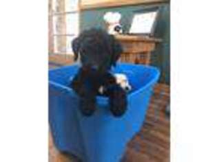 Labradoodle Puppy for sale in Show Low, AZ, USA