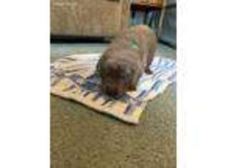 Labrador Retriever Puppy for sale in Sylvania, OH, USA