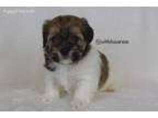 Havanese Puppy for sale in San Marcos, TX, USA