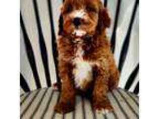 Mutt Puppy for sale in Woodstock, VA, USA