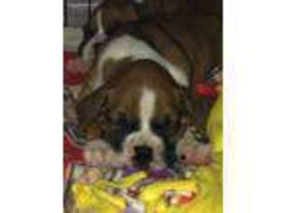 Boxer Puppy for sale in Salado, TX, USA