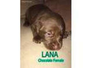 Labrador Retriever Puppy for sale in Titusville, FL, USA