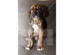 Great Dane Puppy for sale in Cokato, MN, USA