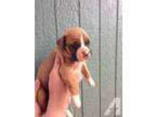Boxer Puppy for sale in SHIPPENSBURG, PA, USA