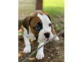 Boxer Puppy for sale in Reva, VA, USA
