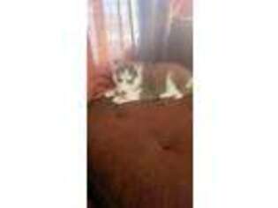 Siberian Husky Puppy for sale in Victorville, CA, USA