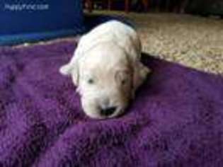 Goldendoodle Puppy for sale in Hiram, OH, USA