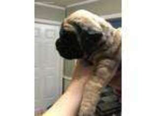 Mastiff Puppy for sale in Cordova, TN, USA