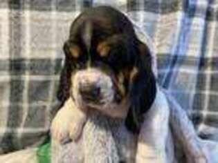 Basset Hound Puppy for sale in Gatesville, TX, USA