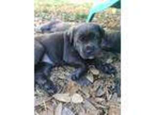 Cane Corso Puppy for sale in Largo, FL, USA